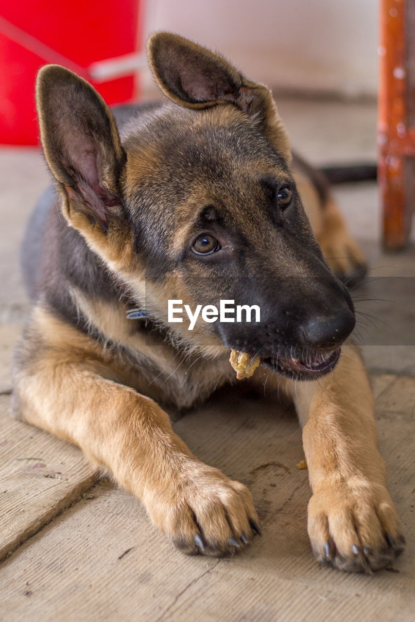 PORTRAIT OF DOG SITTING