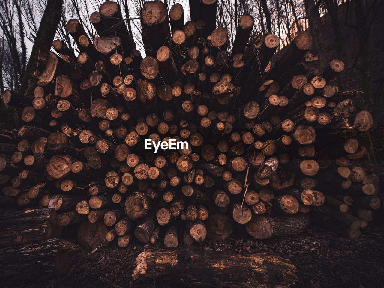 Stack of logs in forest