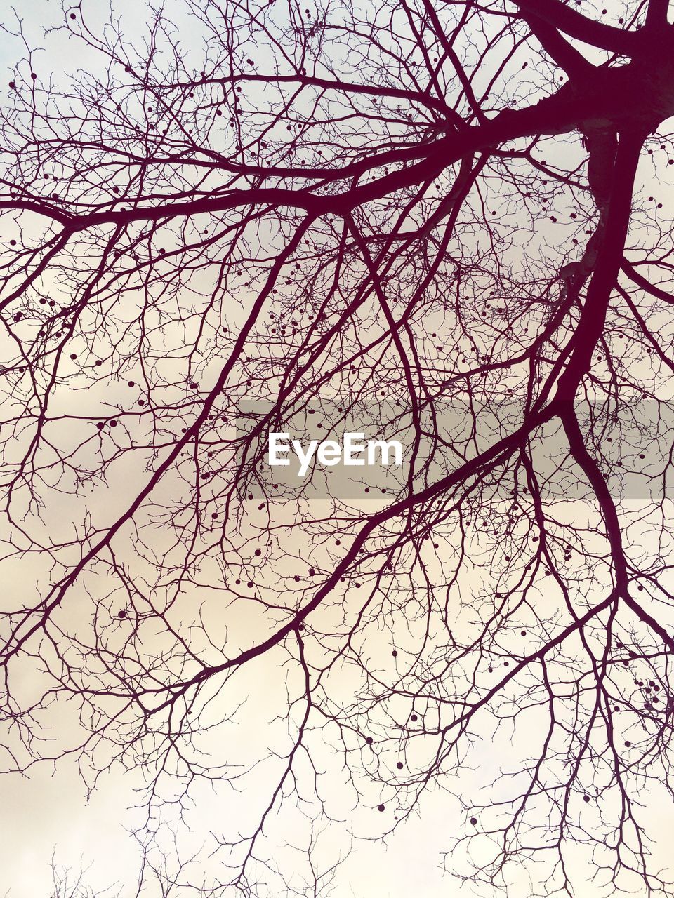 Low angle view of trees against sky at sunset