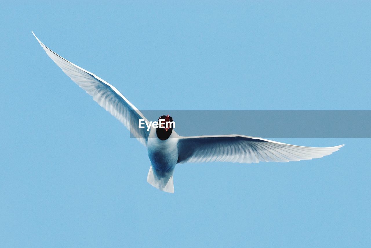 Low angle view of seagull flying against clear blue sky