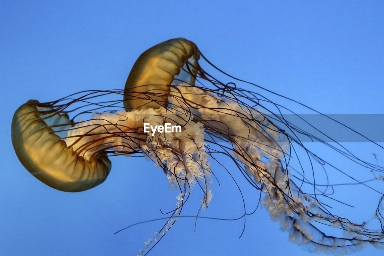 Close-up of jellyfishes in sea