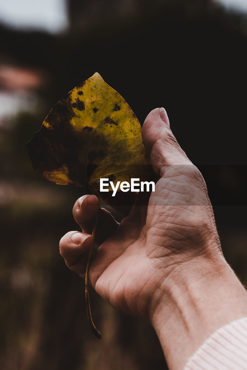 Close-up of cropped hand holding leaf