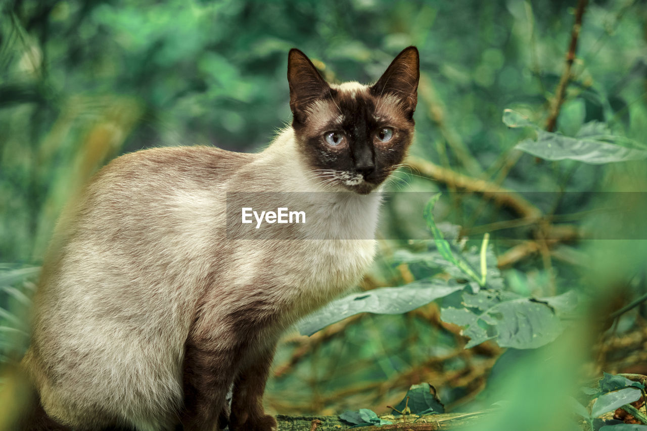 Portrait of cat by plant outdoors