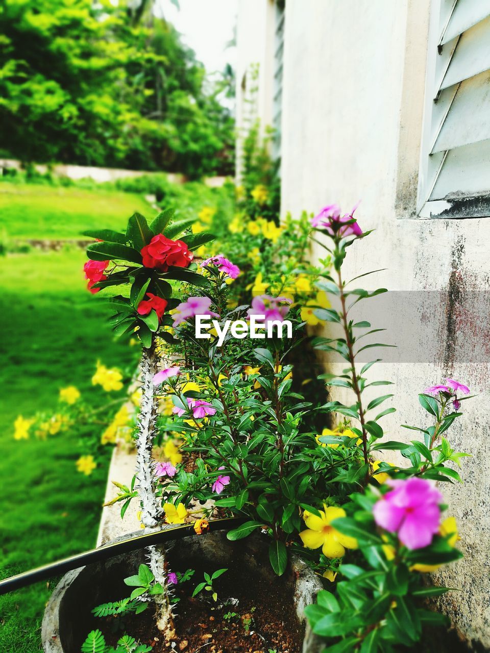 CLOSE-UP OF PLANTS IN BLOOM