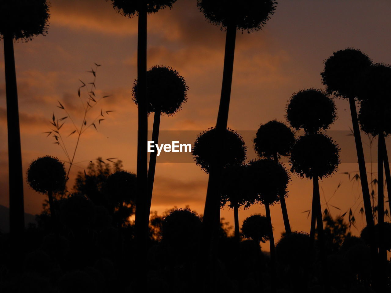 SILHOUETTE OF PALM TREES AGAINST SKY DURING SUNSET