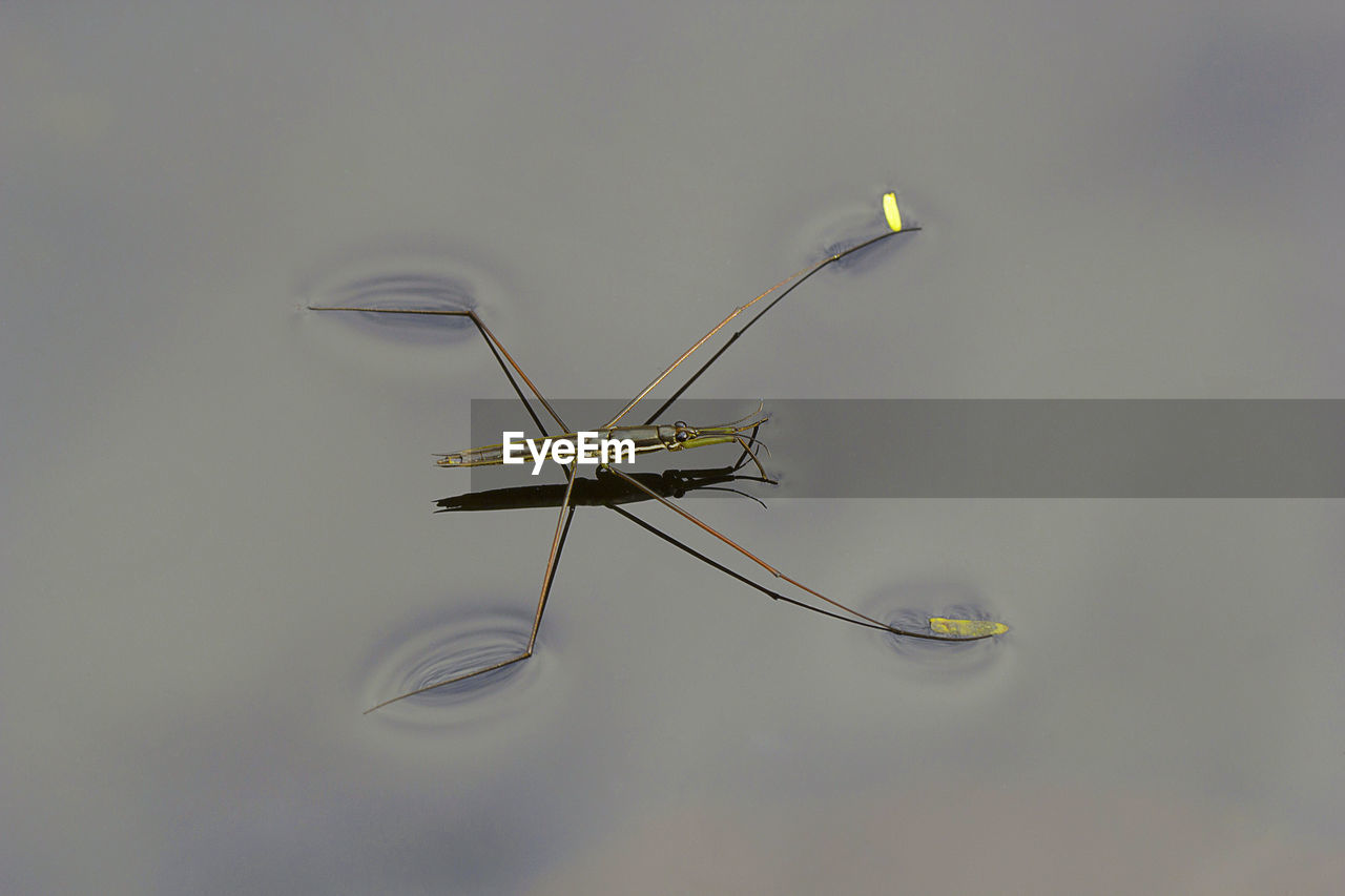 CLOSE-UP OF DRAGONFLY FLOATING ON LAKE