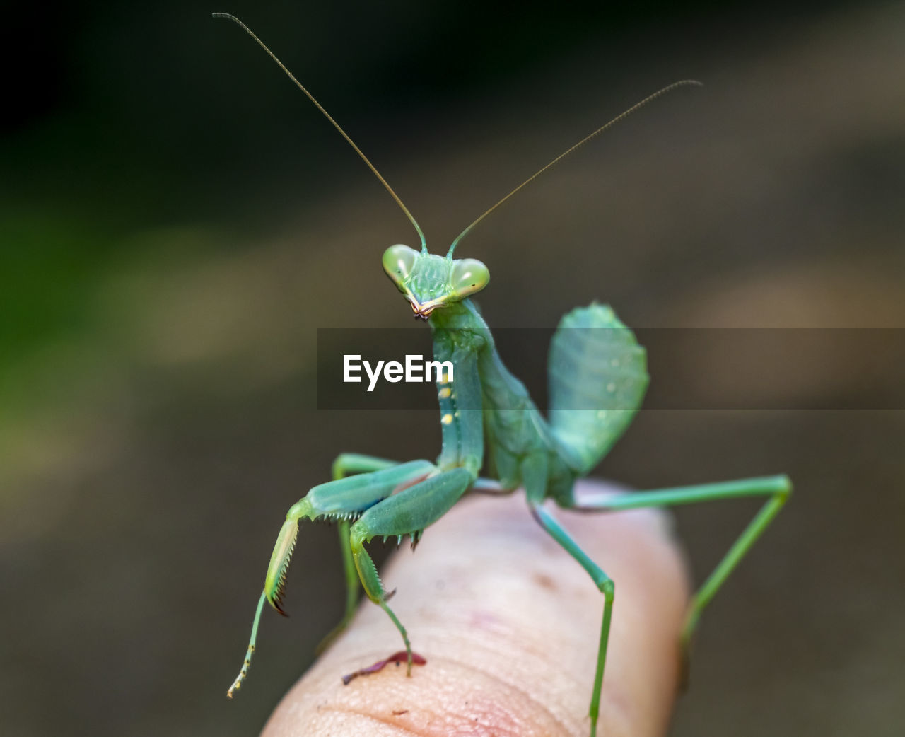 Close-up of praying mantis on hand