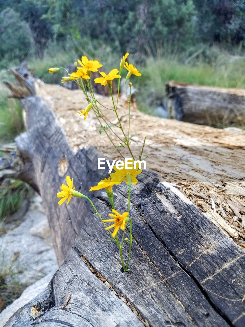 CLOSE-UP OF YELLOW FLOWER PLANT