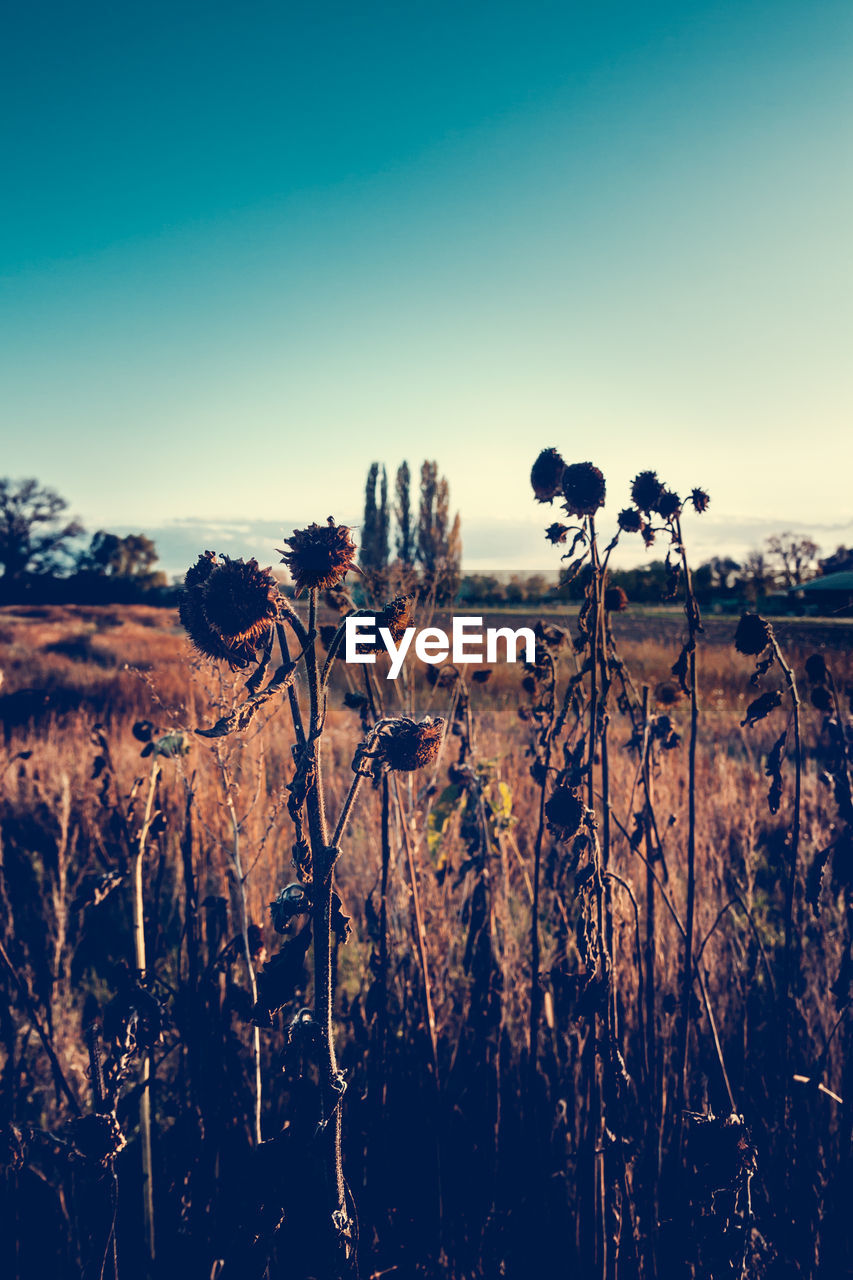 TREES ON LANDSCAPE AGAINST CLEAR SKY