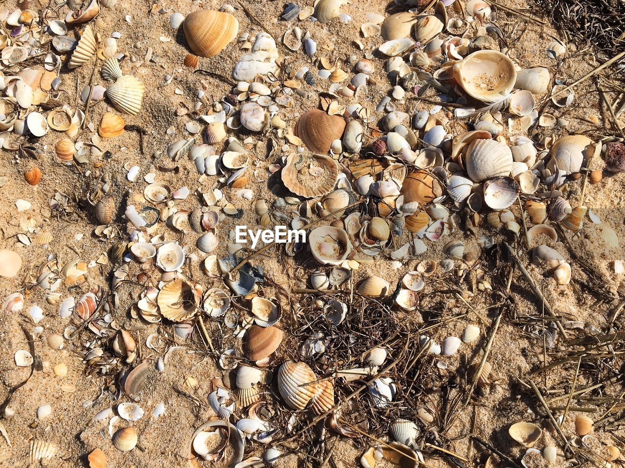 FULL FRAME SHOT OF SEASHELLS ON BEACH