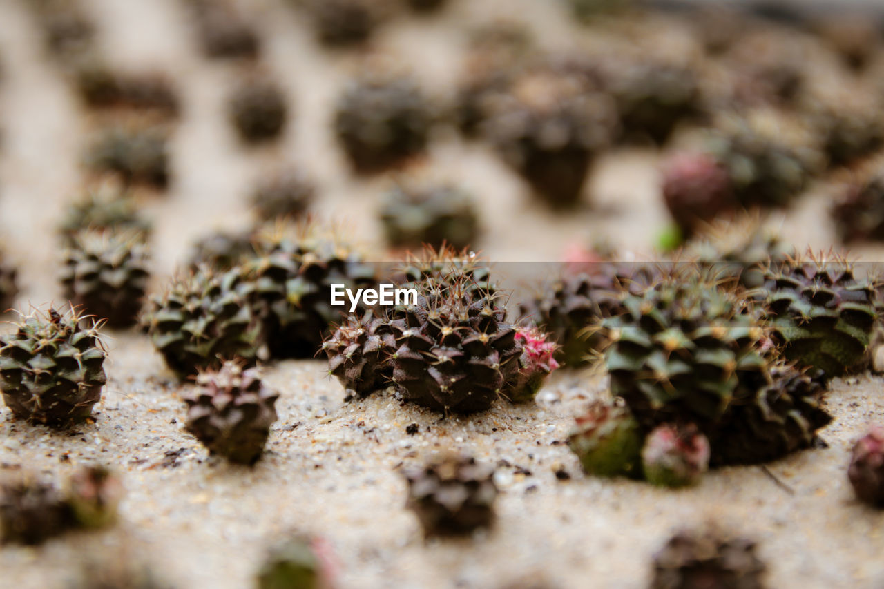 Close-up of cactus plant