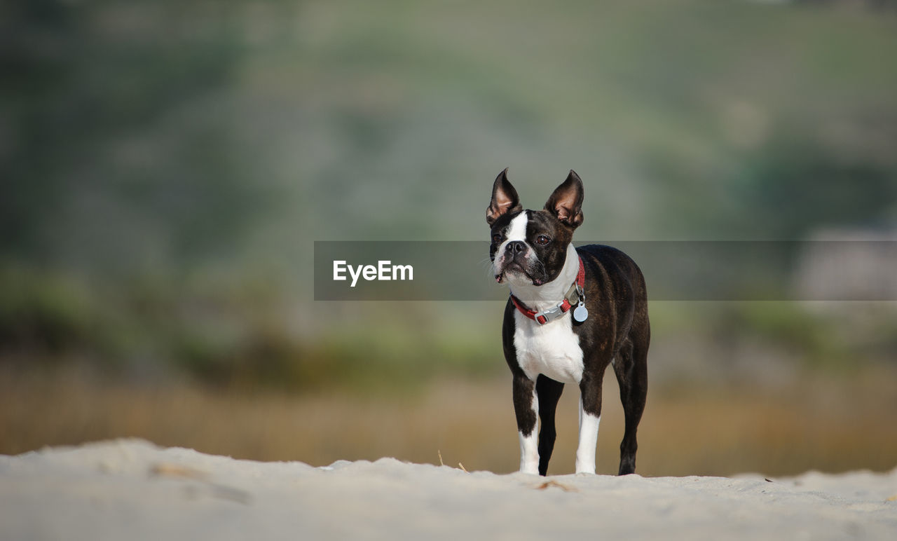 Dog standing on sand