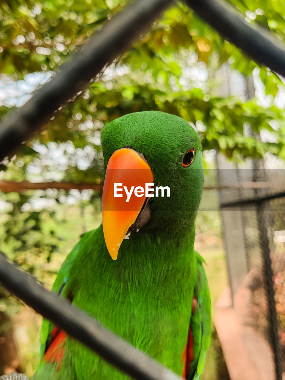 Close up photography of a parrot in a cage