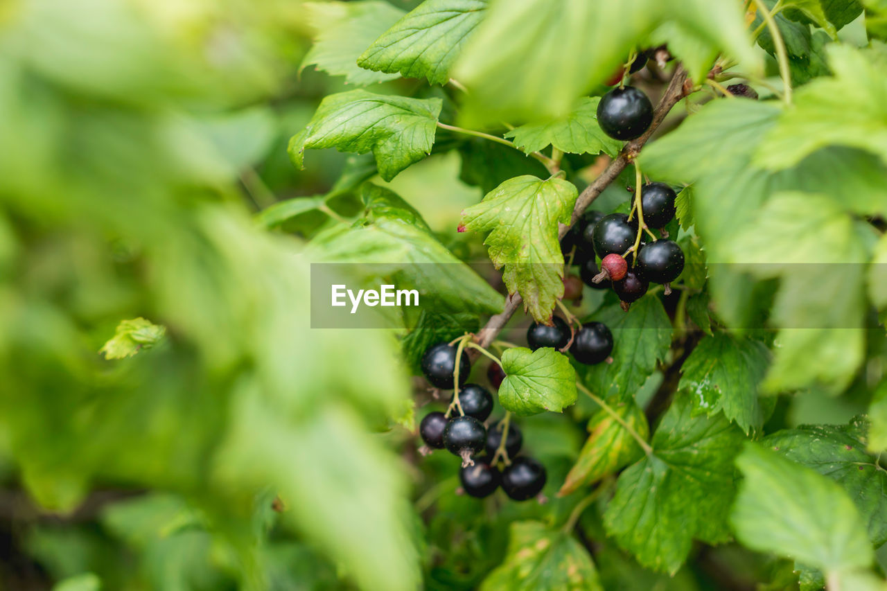 Bush of black currant in open ground. green fresh leaves and black berries of edible plant. 