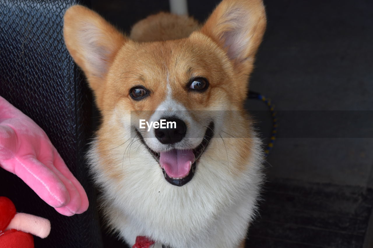 CLOSE-UP PORTRAIT OF DOG STICKING OUT TONGUE ON HAND