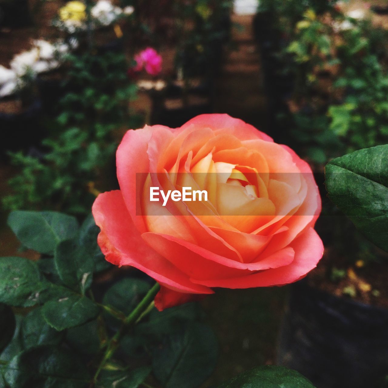 CLOSE-UP OF ROSE BLOOMING OUTDOORS