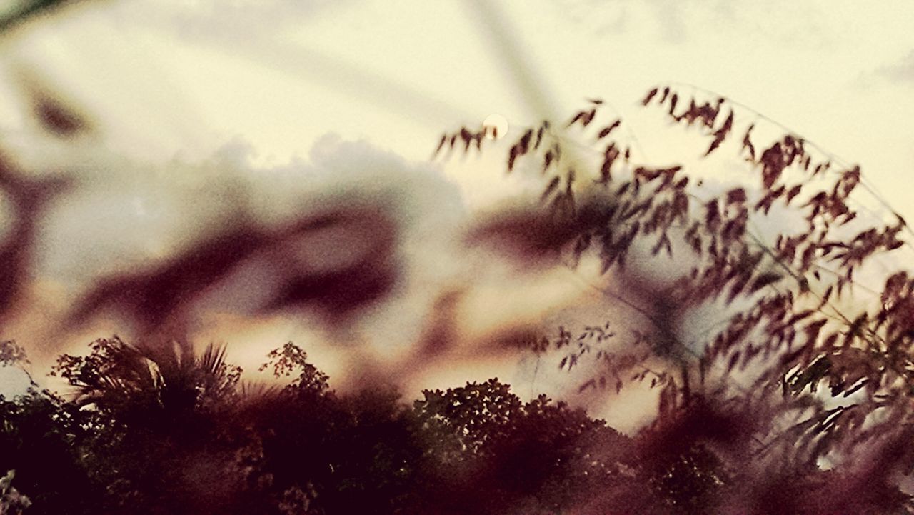 LOW ANGLE VIEW OF TREES AGAINST SKY