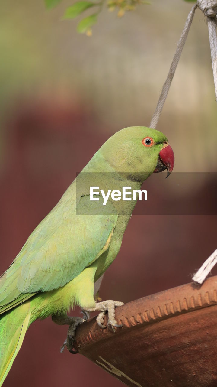 CLOSE-UP OF GREEN PARROT
