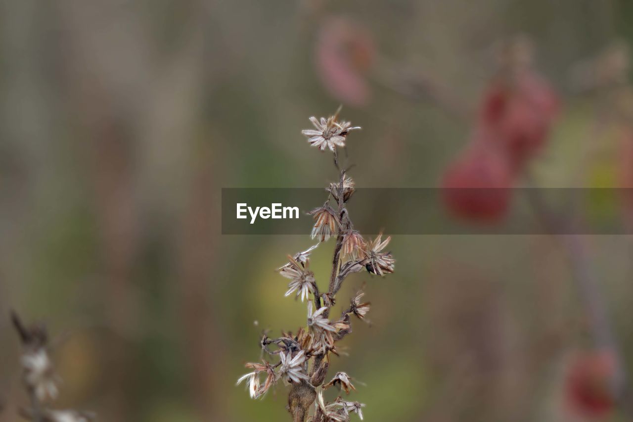 plant, flower, nature, flowering plant, beauty in nature, close-up, focus on foreground, macro photography, growth, no people, freshness, fragility, wildflower, grass, day, outdoors, food, selective focus, land, food and drink, tree, plant stem, tranquility, botany, environment, herb
