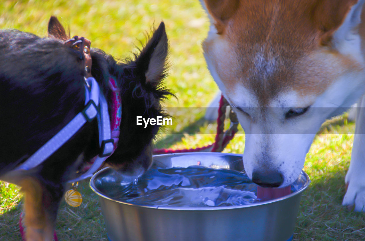 Close-up of dog drinking water