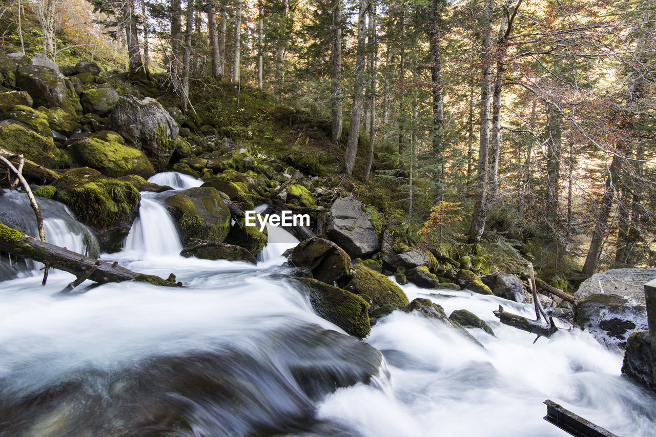 Scenic view of waterfall in forest