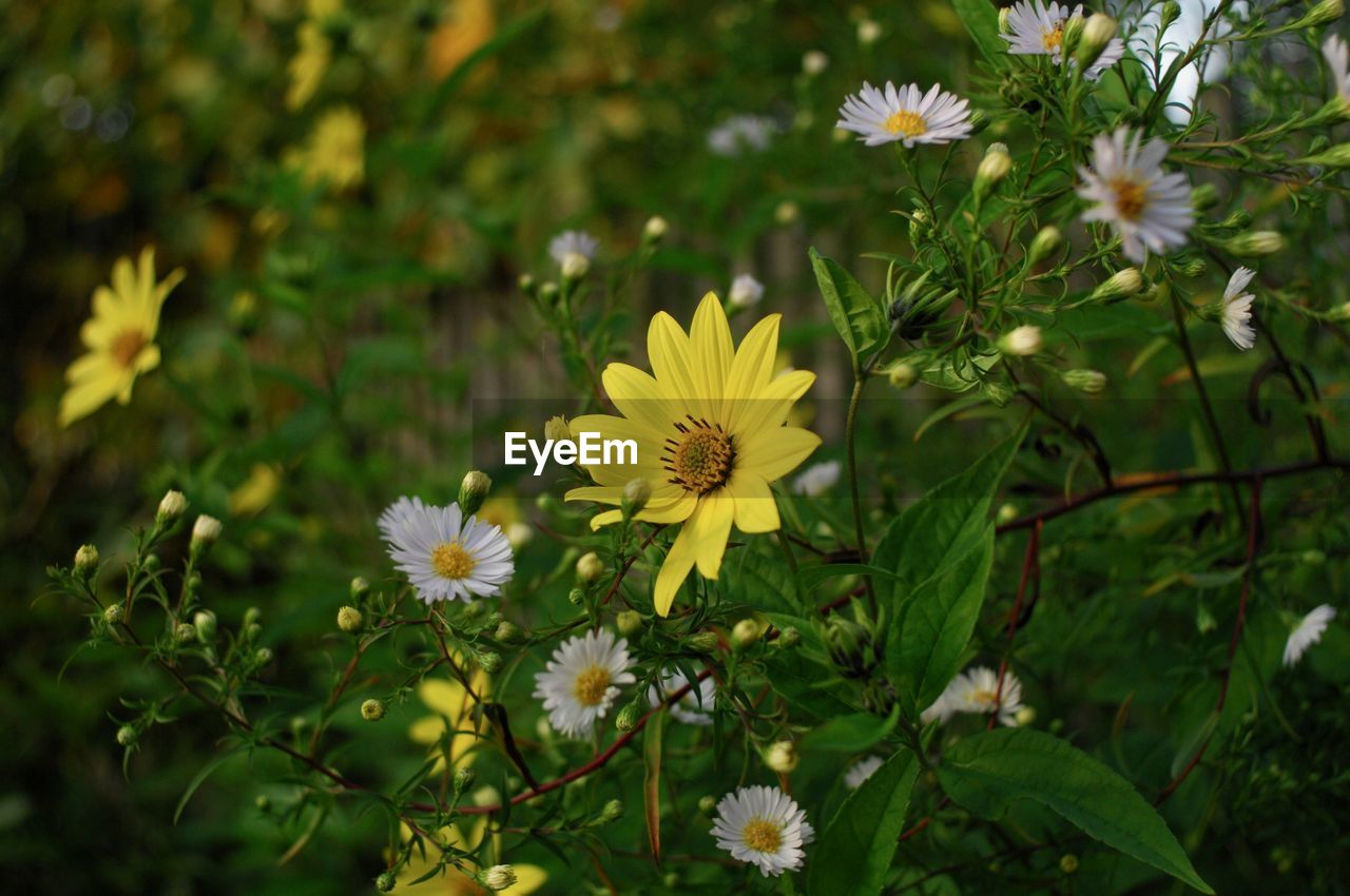 Close-up of daisy flowers on field