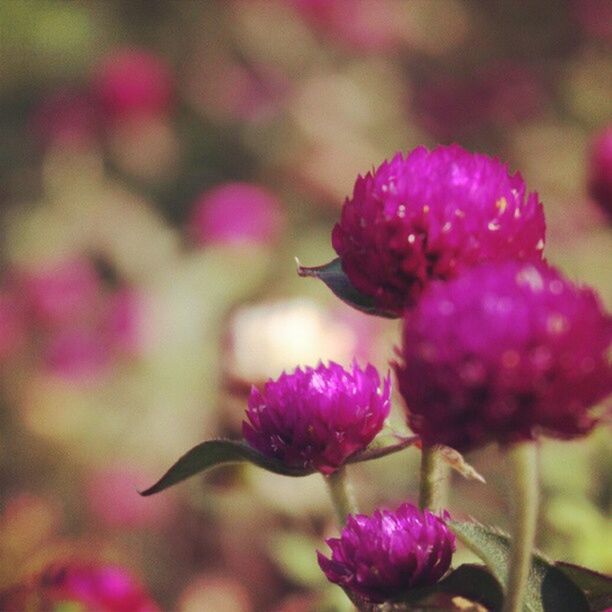 CLOSE-UP OF PINK FLOWERS BLOOMING