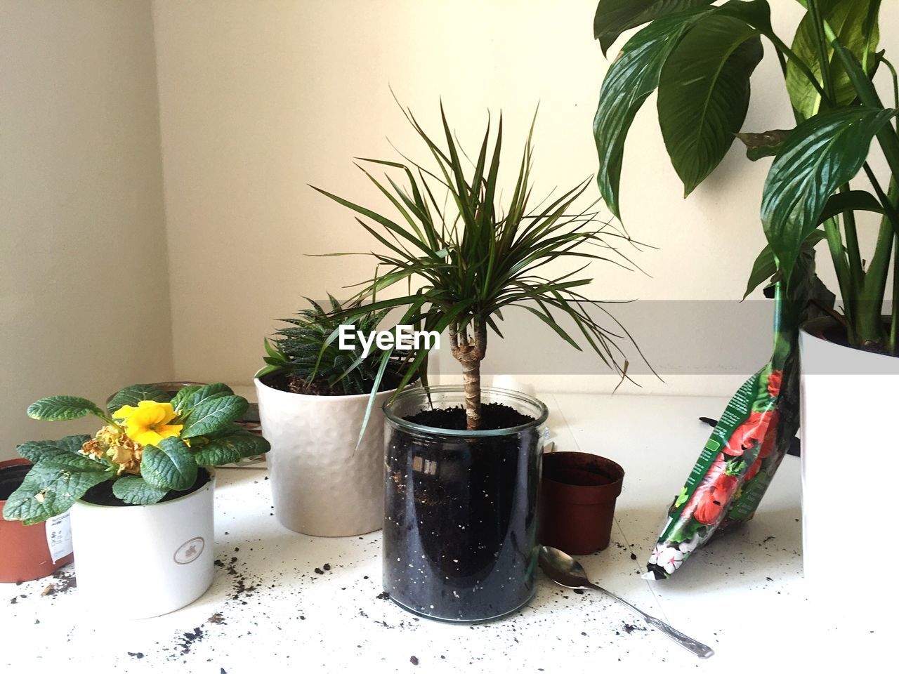 High angle view of potted plants by wall