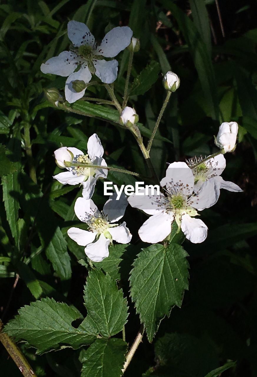 CLOSE-UP OF WHITE FLOWERS BLOOMING OUTDOORS