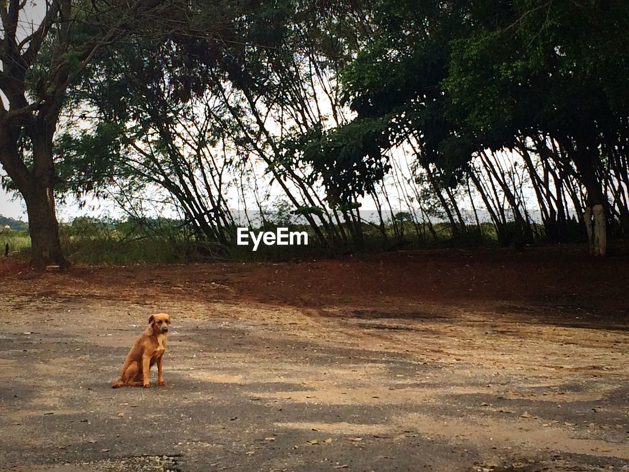 Dog on dirt road