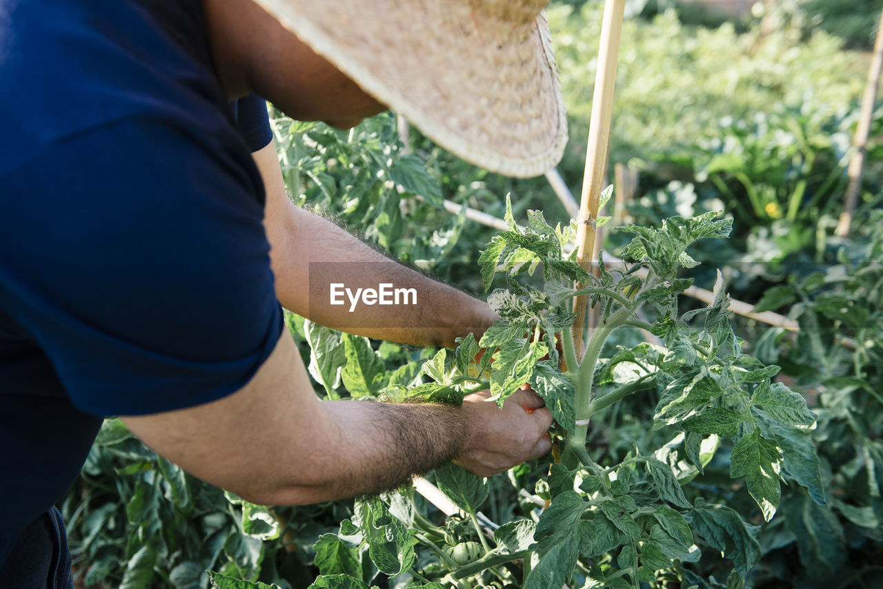 Crop view of anonymous farmer in wicker hat working in garden and checking seedlings growing in agricultural farm