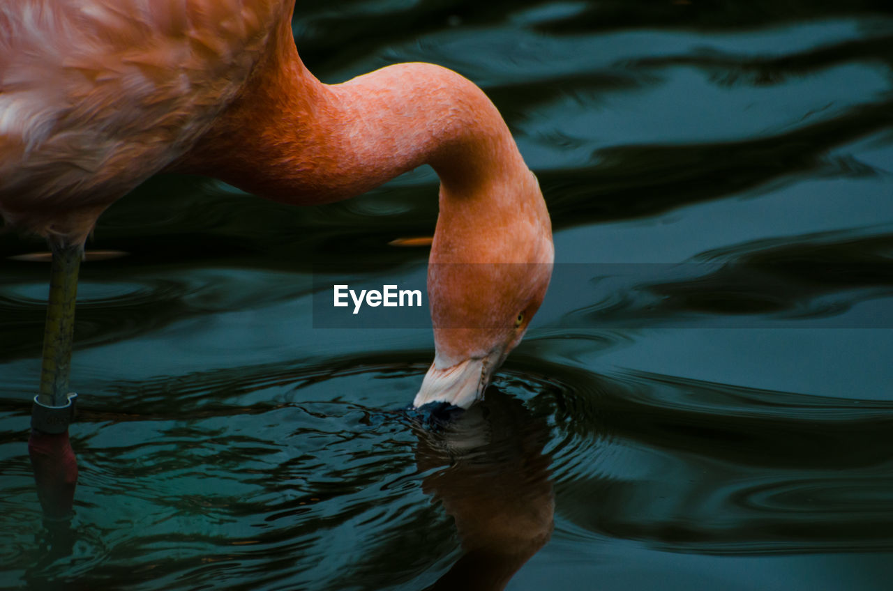 CLOSE-UP OF DUCK IN LAKE