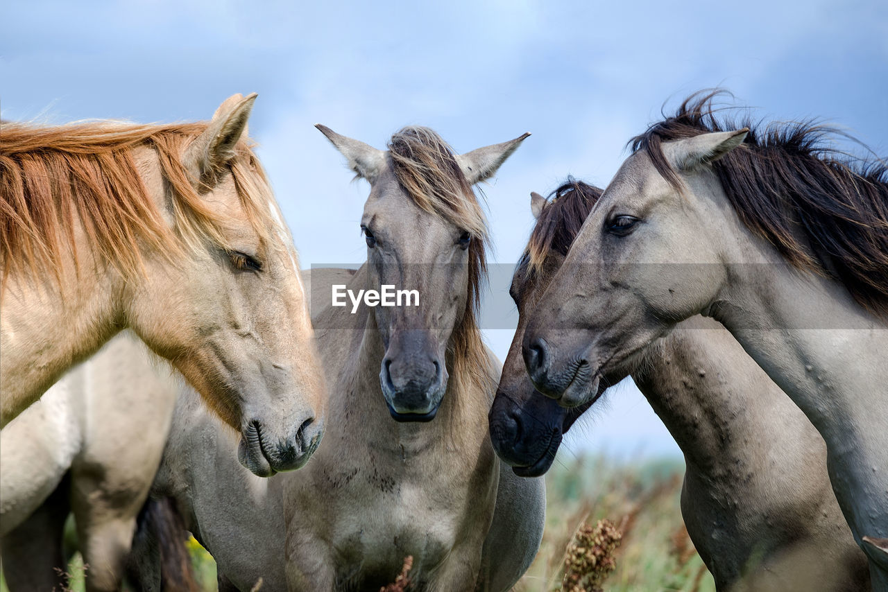 Midsection of four horses facing each other