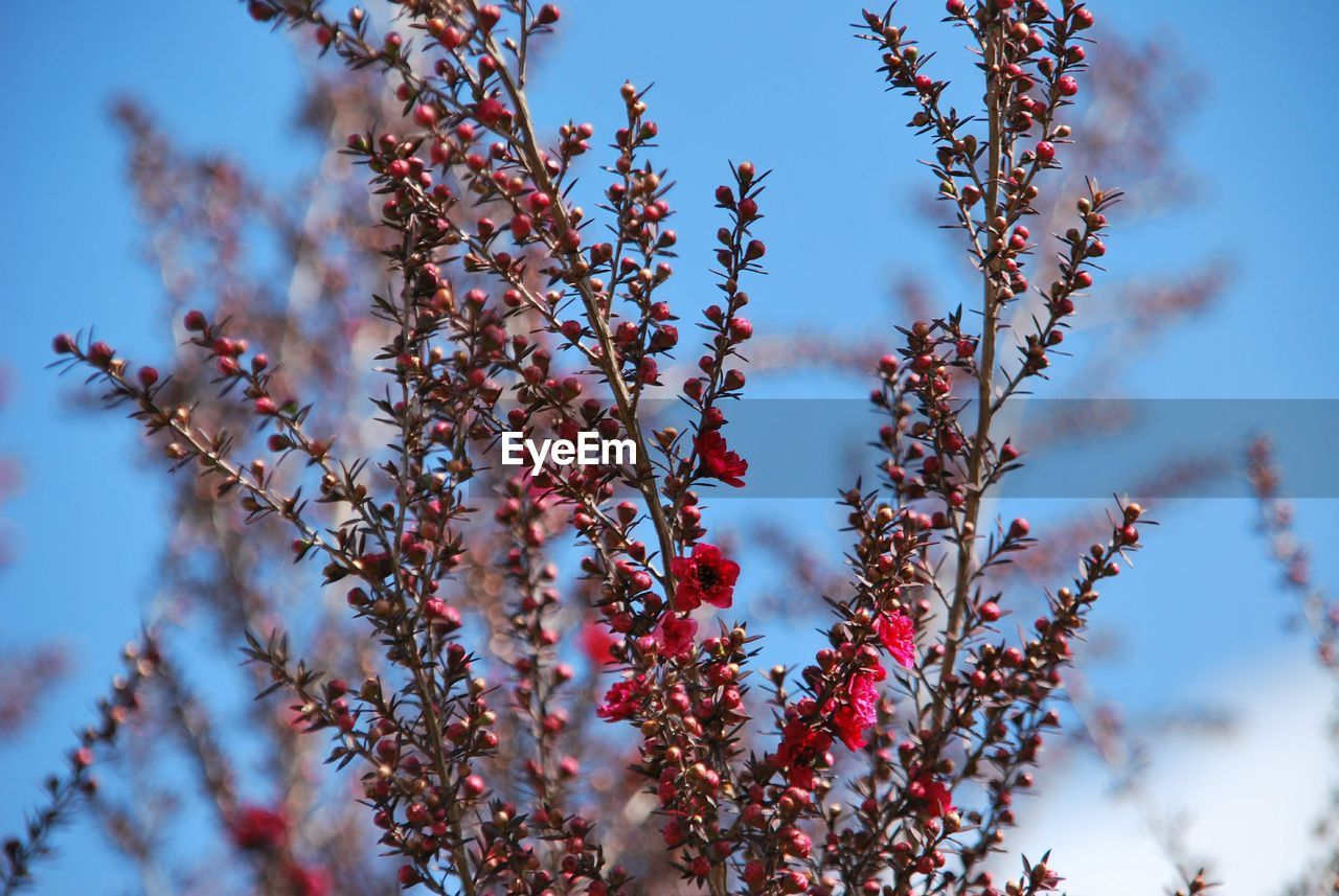 Low angle view of flowering plant against cloudy sky