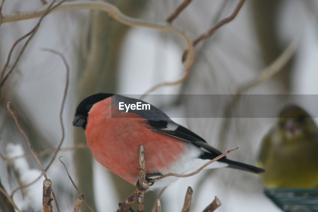 Close-up of bird - bullfinch -perching on branch