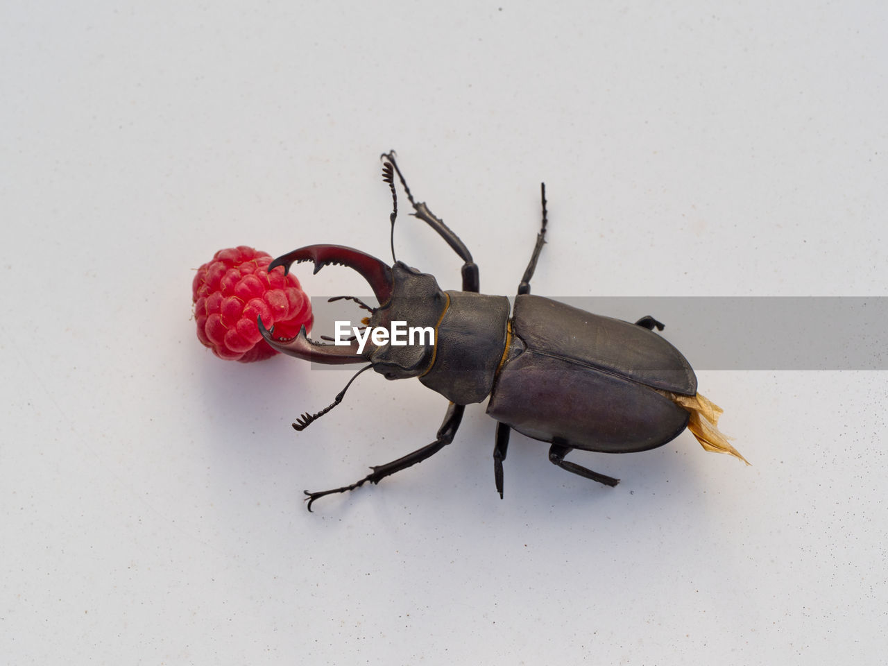 beetle, insect, animal, studio shot, animal themes, indoors, food, white background, no people, food and drink, one animal, red, close-up, fruit, pest, macro photography, nature, healthy eating, animal wildlife, freshness