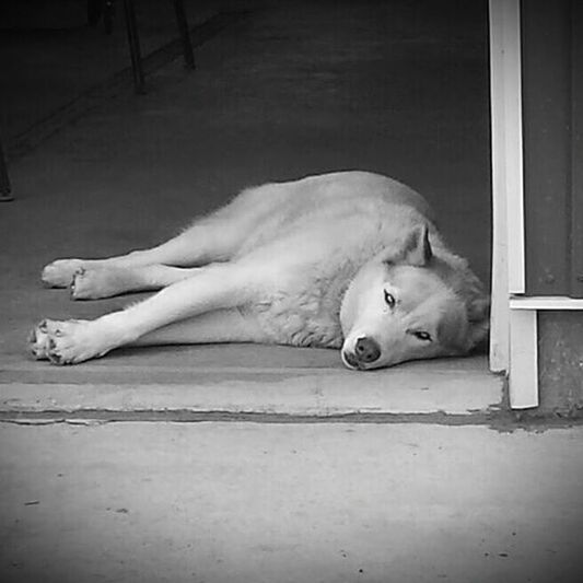 DOG SLEEPING ON THE GROUND