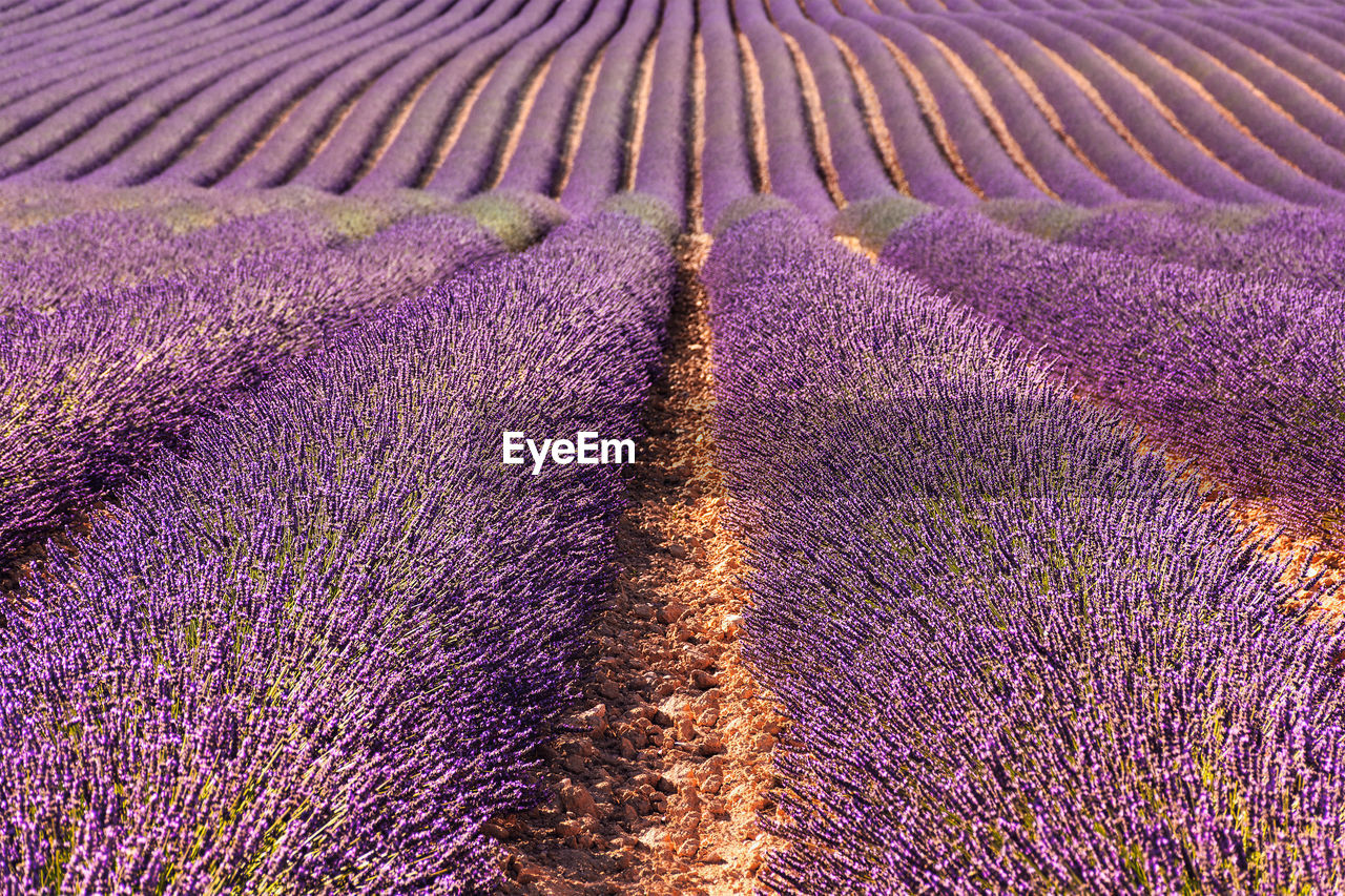 Lavender field in provence