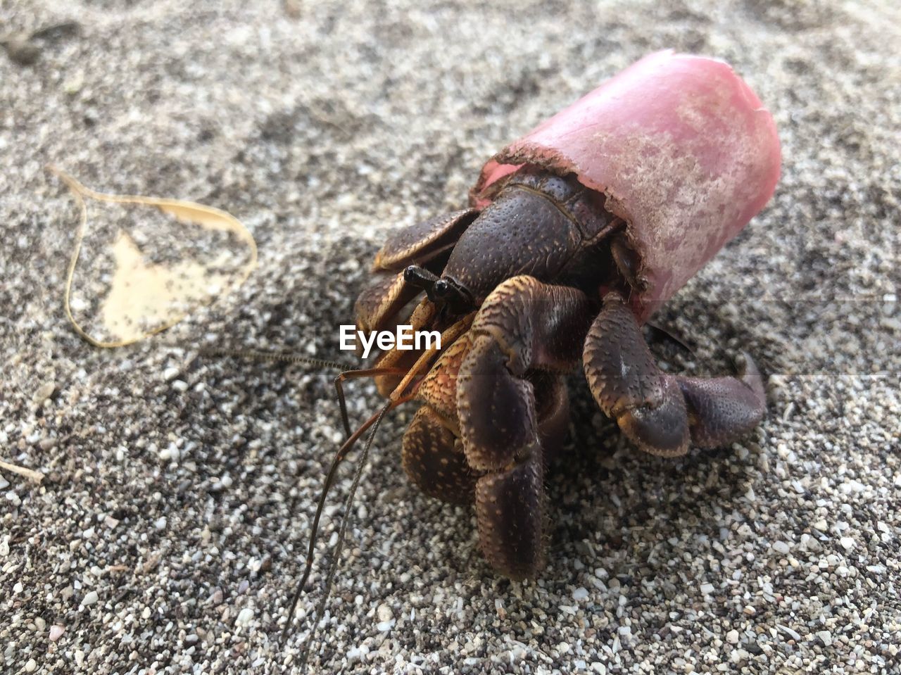 HIGH ANGLE VIEW OF INSECT ON THE GROUND