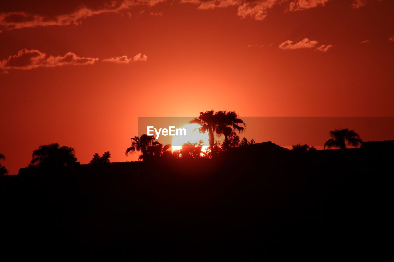 SILHOUETTE TREES AGAINST ORANGE SKY