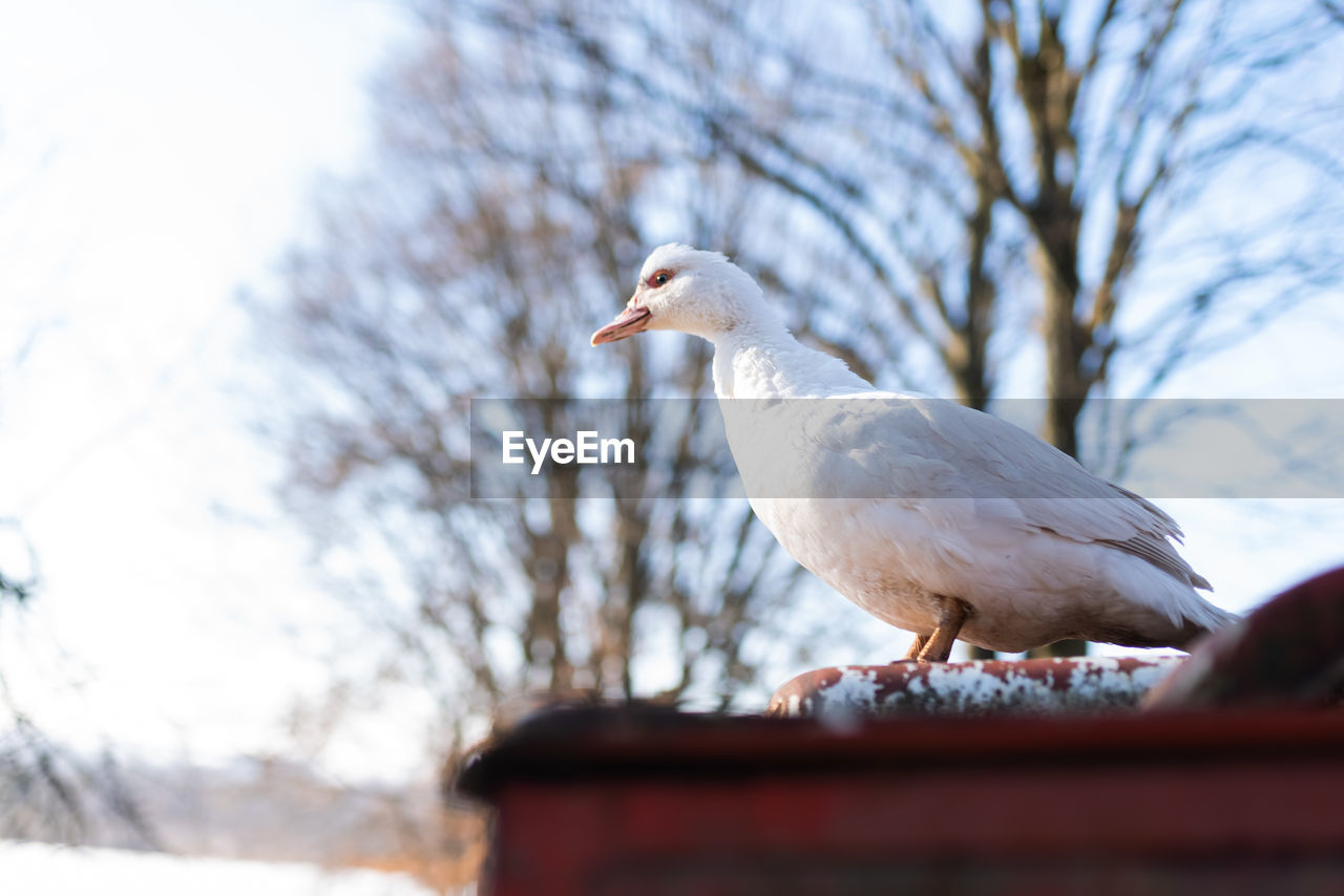 SEAGULL PERCHING ON A TREE