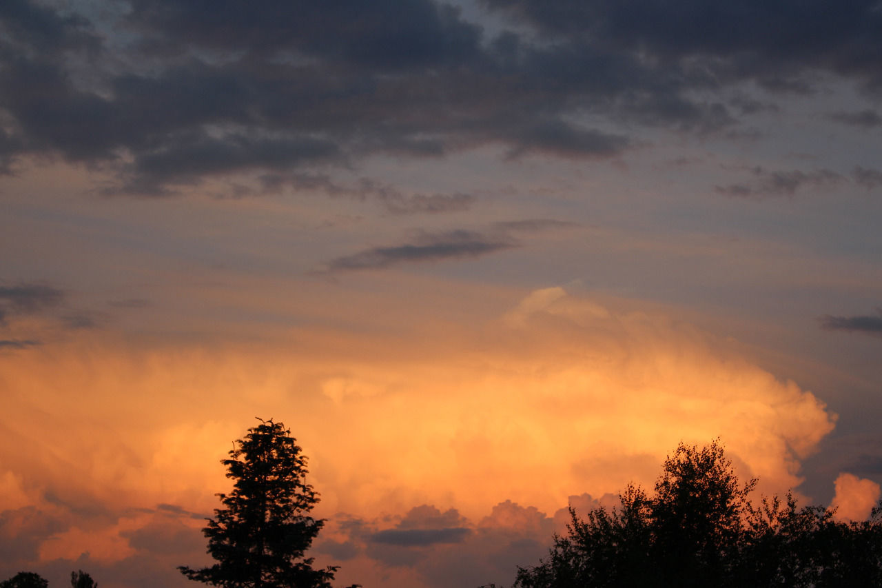 LOW ANGLE VIEW OF SILHOUETTE TREES AGAINST SUNSET SKY