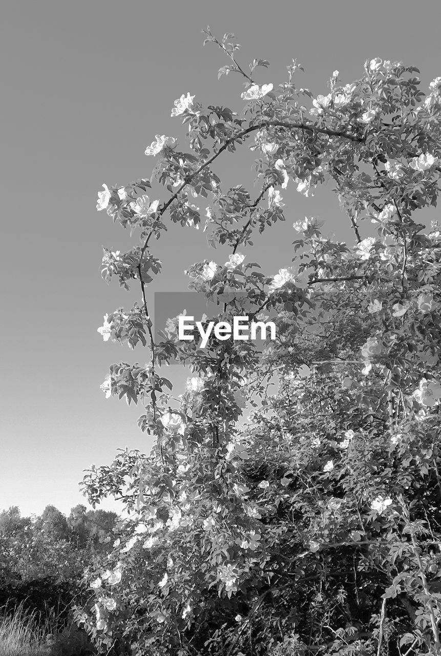 LOW ANGLE VIEW OF TREES AGAINST SKY