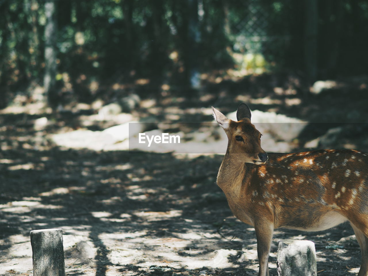 PORTRAIT OF DEER ON ROCK