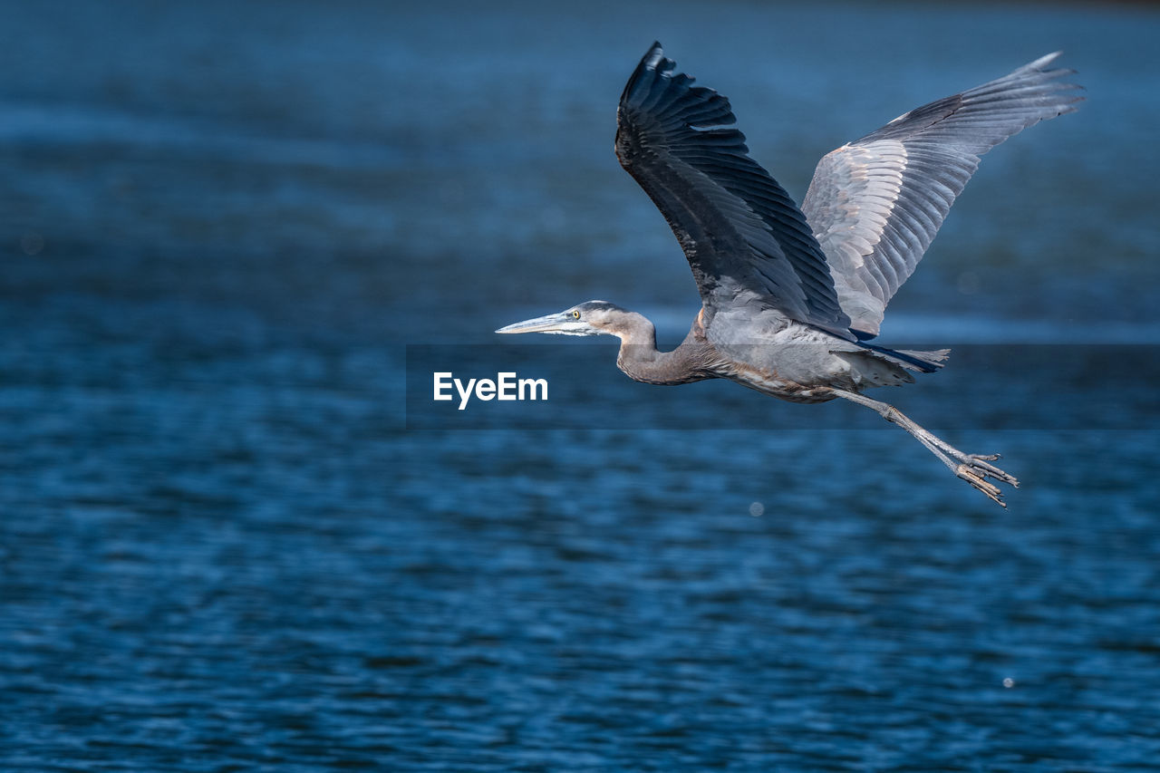 SEAGULL FLYING IN THE SEA