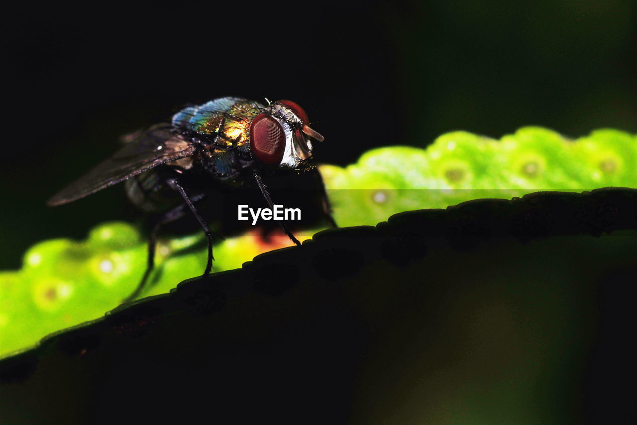 CLOSE-UP OF HOUSEFLY