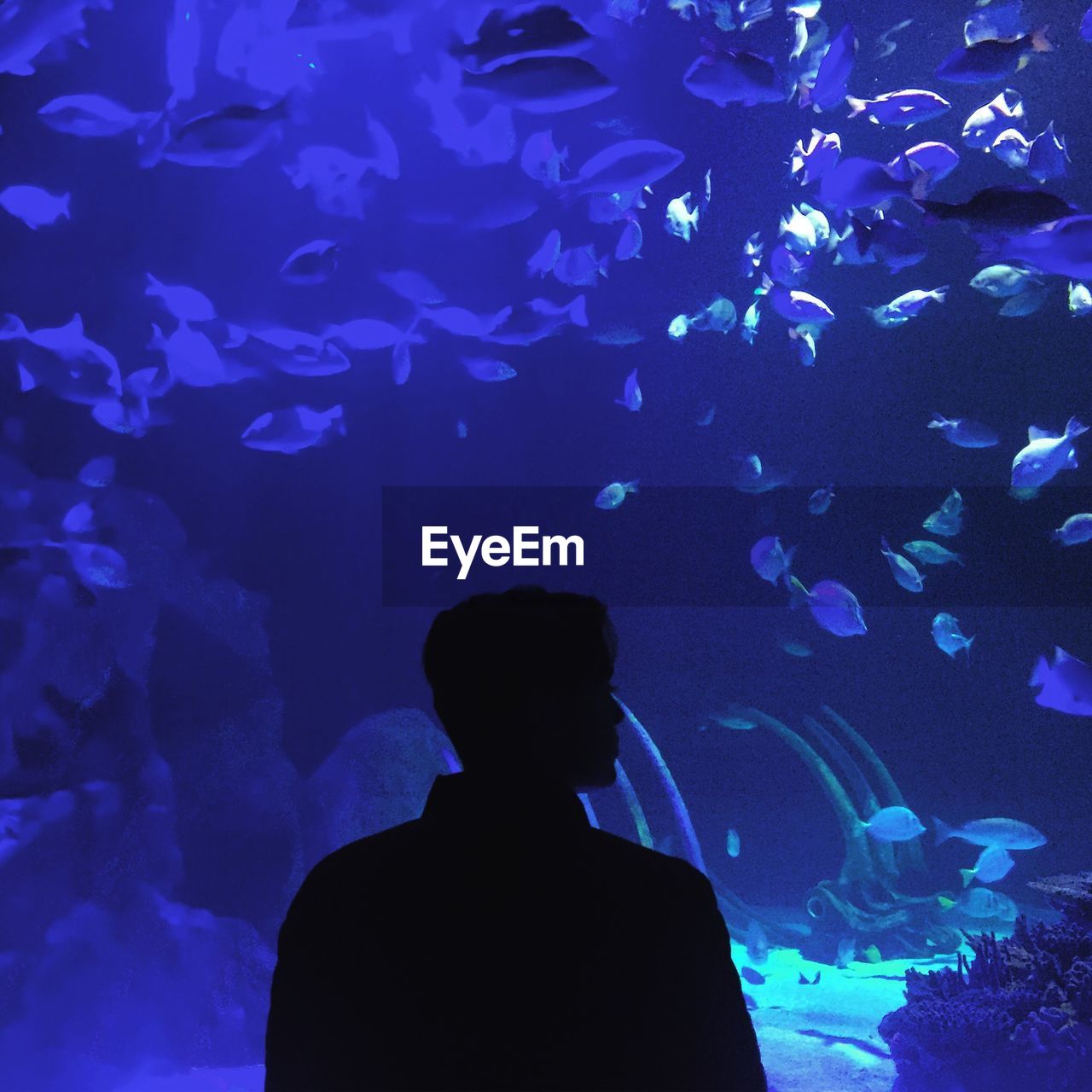 Rear view of silhouette teenage boy standing in aquarium