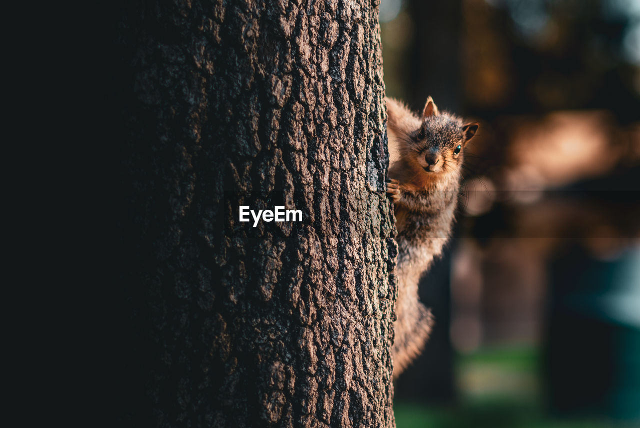 CLOSE-UP OF SQUIRREL ON TREE