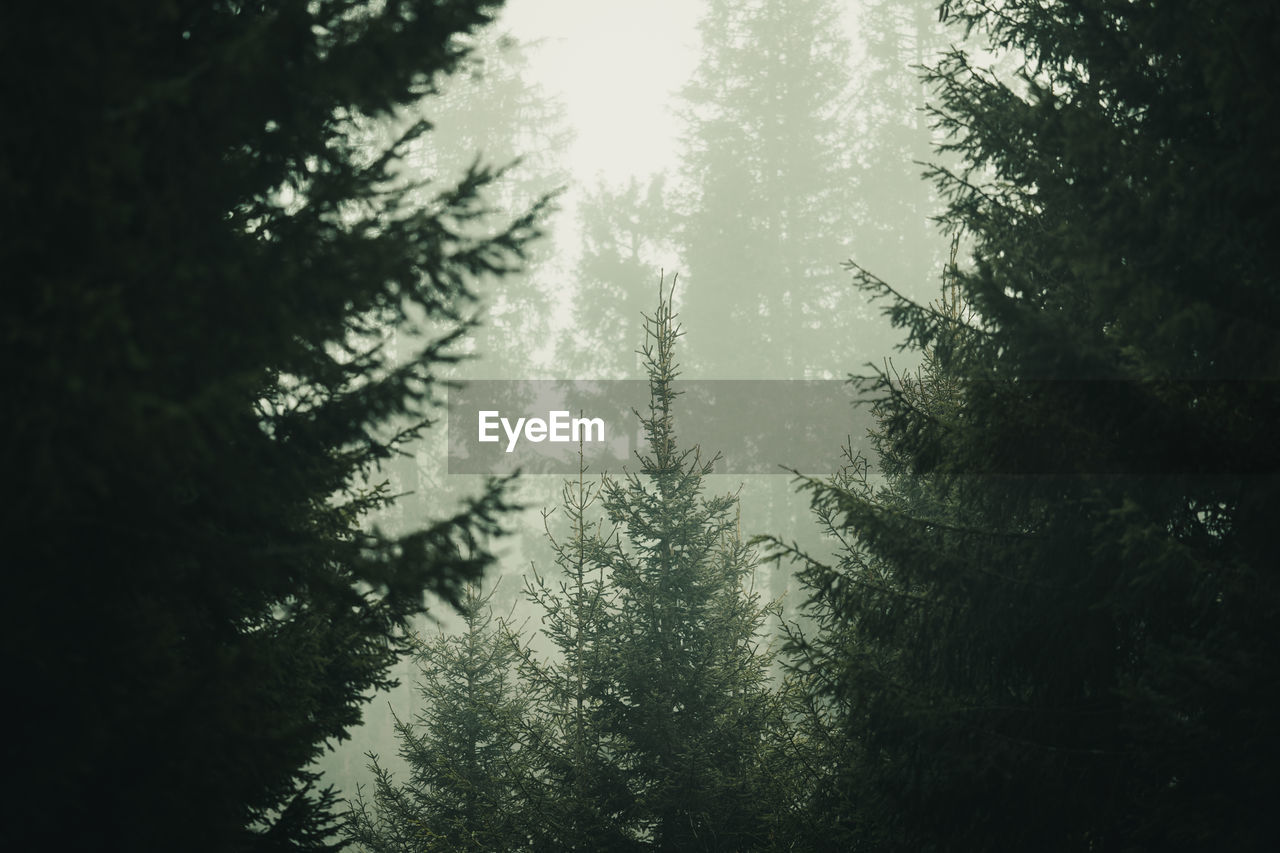 LOW ANGLE VIEW OF TREES IN FOREST AGAINST SKY