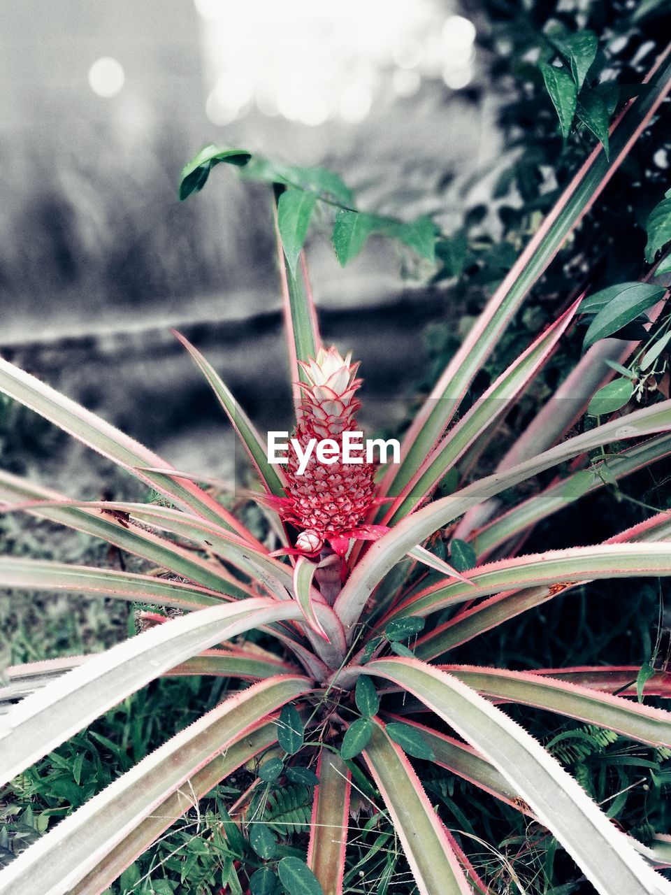 Close-up of red flower against blurred background